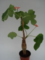 jatropha podagrica 767