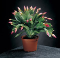schlumbergera russian dancer 02