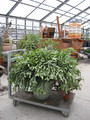 schlumbergera weihnachtsfreude xxl 11 04 08 3069