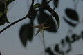 hoya telesmoides 9114