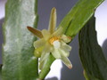 pseudorhipsalis himanthoclada horich rba216 2113