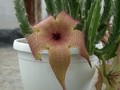 stapelia ambigua