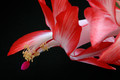 schlumbergera pasadena 5886