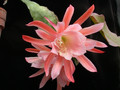 eh jutta 7290 04