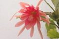 eh royal rose 8890 04