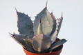 agave shrevei matapensis matape son 8557