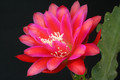 eh scoop of raspberry 8927 7526