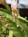 rhipsalis cruciforme boliviana 03