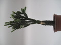 schlumbergera opuntioides 7717