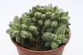 pachyphytum compactum cristatum 7967