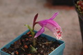 pleione limprichtii 1208