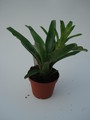 neoregelia ampullacea 4590