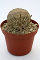 pseudolithos cubiformis 9820