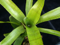 neoregelia ampullacea hell 01