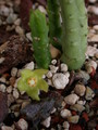 stapelia divaricata es3334 3751