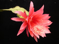 eh gloria paetz 1040 03