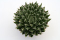haworthia arachnoidea 0827