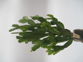 schlumbergera russeliana ehlers 7726