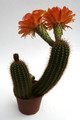 trichocereus hybride2002 9810