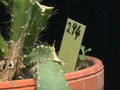 eh ueberraschung 294 11