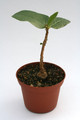 ficus glumosa 7265