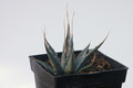 agave utahensis eborispina lz2029 8500