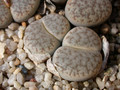 lithops pseudotruncatella alpina 03