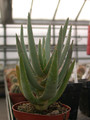 aloe dichotoma 01