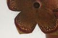 edithcolea grandis 1734