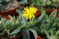 chasmatophyllum musculinum 04