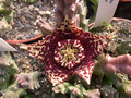 stapelia lepida1