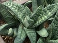 gasteria batesiana 01