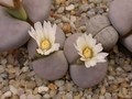 lithops karasmontana opalina 03