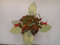 kalanchoe hildebrandtii 36