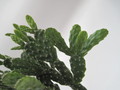 schlumbergera opuntioides 7720