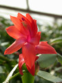 schlumbergera orange 04