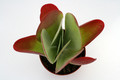kalanchoe thysiflora 0635