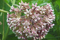 asclepias syriaca 02