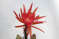 eh coral dance 5804 02