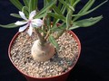 pachypodium succulentum 03