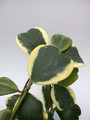 hoya kerri albomarginata 4000