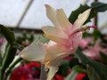 schlumbergera ralf bauer 01