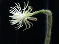 nyctocereus serpentinus 01