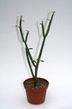 euphorbia pteroneura 4024