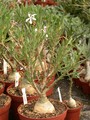 pachypodium succulentum 10