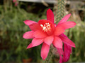 aporocactus flagelliformis 3