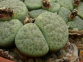 lithops fulviceps aurea c363 02
