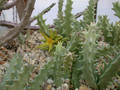 caralluma lutea vaga 04