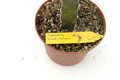 euphorbia quadrilatera 03