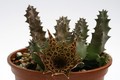 huernia transvaalensis es3536 0281